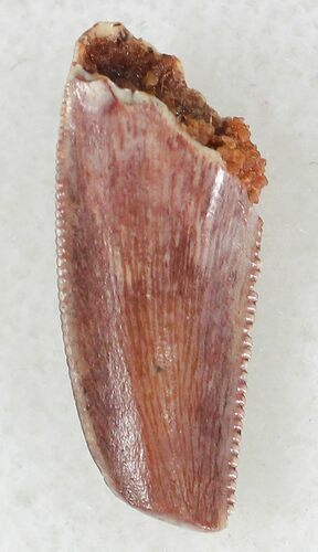 Bargain Raptor Tooth From Morocco - #20944
